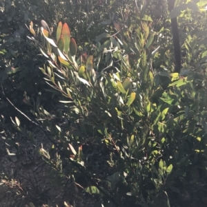 Daviesia mimosoides subsp. mimosoides at Tennent, ACT - 14 Jul 2022