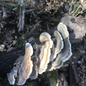 Trametes versicolor at Tennent, ACT - 14 Jul 2022