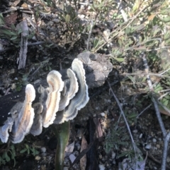 Trametes versicolor at Tennent, ACT - 14 Jul 2022