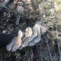 Trametes versicolor at Tennent, ACT - 14 Jul 2022