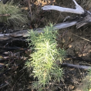 Cassinia longifolia at Tennent, ACT - 14 Jul 2022 10:13 AM