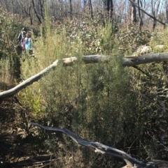 Cassinia longifolia at Tennent, ACT - 14 Jul 2022 10:13 AM