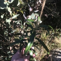 Ozothamnus stirlingii at Tennent, ACT - 14 Jul 2022