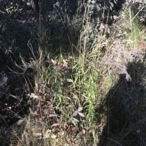 Ozothamnus stirlingii at Tennent, ACT - 14 Jul 2022