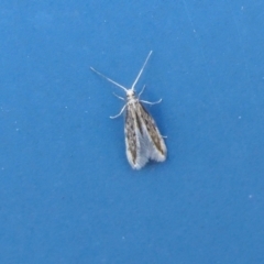Hydroptilidae (family) (Micro-caddisfly) at Rugosa - 29 Jul 2022 by SenexRugosus