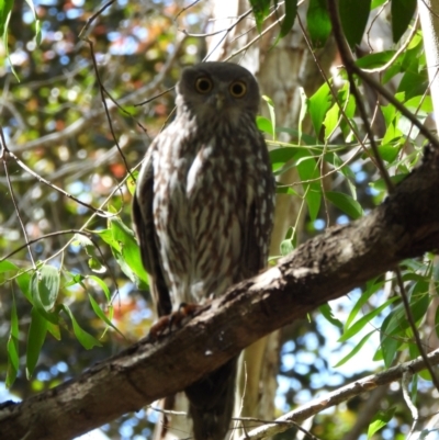 Ninox connivens (Barking Owl) at Kelso, QLD - 17 Jul 2022 by TerryS