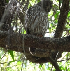 Ninox connivens (Barking Owl) at Kelso, QLD - 17 Jul 2022 by TerryS