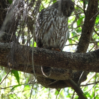 Ninox connivens (Barking Owl) at Kelso, QLD - 17 Jul 2022 by TerryS