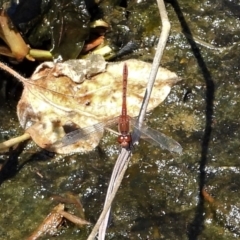 Diplacodes bipunctata at Bluewater, QLD - 23 Mar 2022 by TerryS