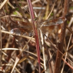 Unidentified Dragonfly (Anisoptera) at Bluewater, QLD - 23 Mar 2022 by TerryS