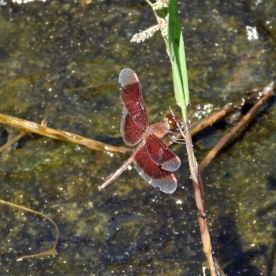 Unidentified Dragonfly (Anisoptera) at Bluewater, QLD - 23 Mar 2022 by TerryS