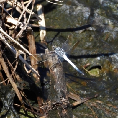 Orthetrum caledonicum at Bluewater, QLD - 23 Mar 2022 by TerryS