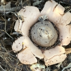 Geastrum sp. at Fentons Creek, VIC - 29 Jul 2022 by KL