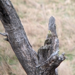 Ptilotula penicillata at Mundarlo, NSW - suppressed