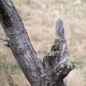 Ptilotula penicillata at Mundarlo, NSW - 28 Jul 2022