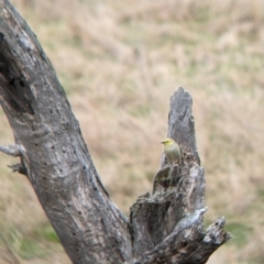 Ptilotula penicillata at Mundarlo, NSW - suppressed