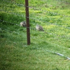 Geopelia placida (Peaceful Dove) at Mundarlo, NSW by Darcy