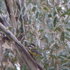 Falcunculus frontatus (Eastern Shrike-tit) at Mundarlo, NSW - 28 Jul 2022 by Darcy