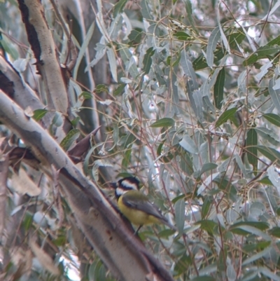 Falcunculus frontatus (Eastern Shrike-tit) at Mundarlo, NSW - 28 Jul 2022 by Darcy