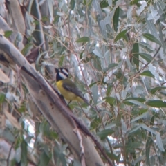 Falcunculus frontatus at Mundarlo, NSW - 28 Jul 2022 01:26 PM