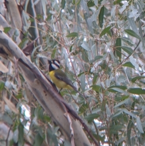 Falcunculus frontatus at Mundarlo, NSW - 28 Jul 2022