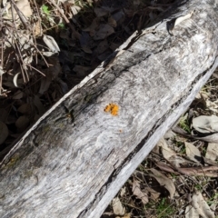 Tremella mesenterica at Kyeamba, NSW - 29 Jul 2022