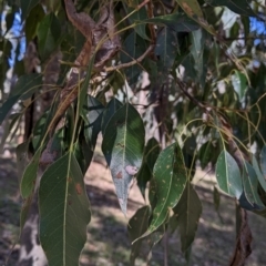 Brachychiton populneus (Kurrajong) at Kyeamba, NSW - 29 Jul 2022 by Darcy