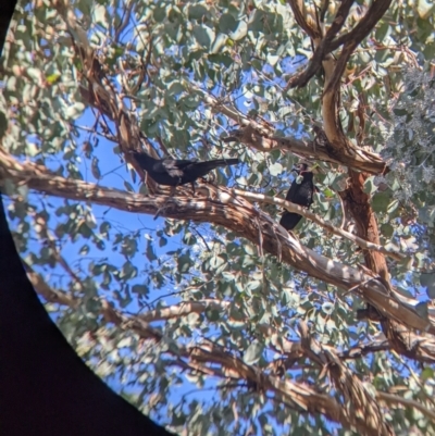 Corcorax melanorhamphos (White-winged Chough) at Kyeamba, NSW - 29 Jul 2022 by Darcy