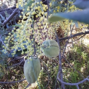 Araujia sericifera at Kaleen, ACT - 29 Jul 2022