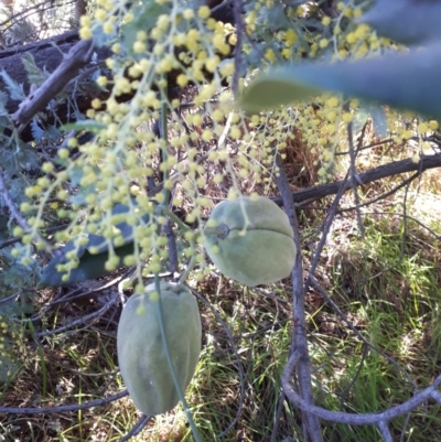 Araujia sericifera (Moth Plant) at Kaleen, ACT - 29 Jul 2022 by EricZurcher