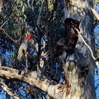 Callocephalon fimbriatum (Gang-gang Cockatoo) at Bruce, ACT - 27 Jul 2022 by jhotchin