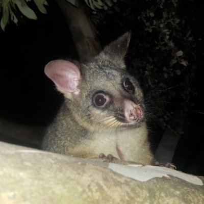 Trichosurus vulpecula (Common Brushtail Possum) at Kambah, ACT - 29 Jul 2022 by MatthewFrawley