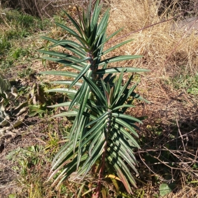 Euphorbia lathyris (Caper Spurge) at Point Hut to Tharwa - 30 Jul 2022 by MichaelBedingfield