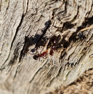 Papyrius sp. (genus) at Jerrabomberra, ACT - suppressed