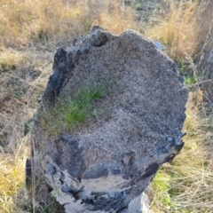 Papyrius sp. (genus) at Jerrabomberra, ACT - suppressed