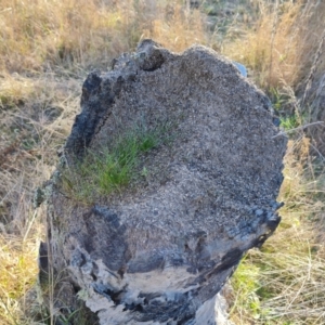 Papyrius sp. (genus) at Jerrabomberra, ACT - suppressed