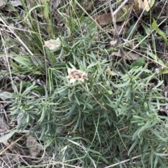 Xerochrysum viscosum (Sticky Everlasting) at Garran, ACT - 29 Jul 2022 by ruthkerruish