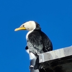 Microcarbo melanoleucos (Little Pied Cormorant) at Kingston, ACT - 27 Jul 2022 by Mike