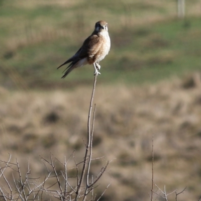 Falco berigora (Brown Falcon) at Wodonga, VIC - 29 Jul 2022 by KylieWaldon