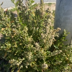 Chenopodium album (Fat Hen) at Karabar, NSW - 30 Jul 2022 by Steve_Bok