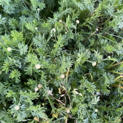 Cotula australis (Common Cotula, Carrot Weed) at Jerrabomberra, NSW - 30 Jul 2022 by Steve_Bok