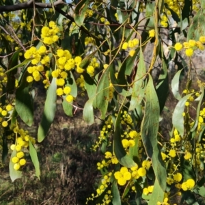 Acacia pycnantha at Jerrabomberra, ACT - 30 Jul 2022