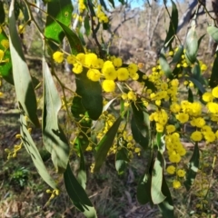 Acacia pycnantha at Jerrabomberra, ACT - 30 Jul 2022