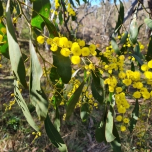 Acacia pycnantha at Jerrabomberra, ACT - 30 Jul 2022 02:24 PM