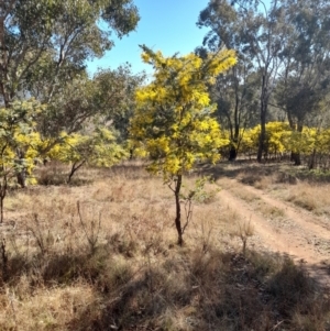 Acacia baileyana at Coree, ACT - 30 Jul 2022