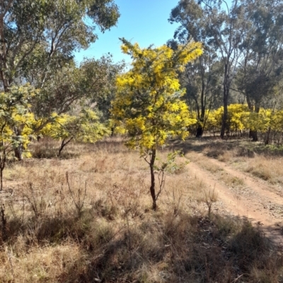 Acacia baileyana (Cootamundra Wattle, Golden Mimosa) at Coree, ACT - 30 Jul 2022 by VanceLawrence