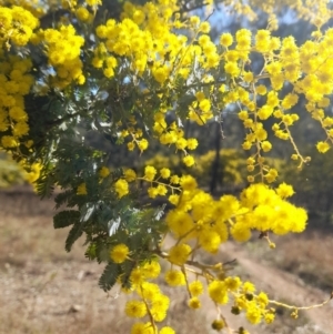 Acacia baileyana at Coree, ACT - 30 Jul 2022