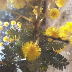 Acacia baileyana at Coree, ACT - 30 Jul 2022