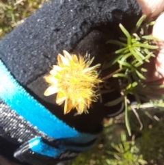 Xerochrysum viscosum at Coree, ACT - 30 Jul 2022