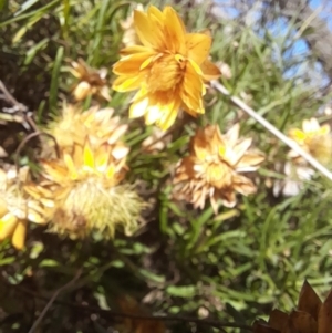 Xerochrysum viscosum at Coree, ACT - 30 Jul 2022